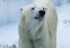 上町台地オープンフェスタ！in 天王寺公園・動物園